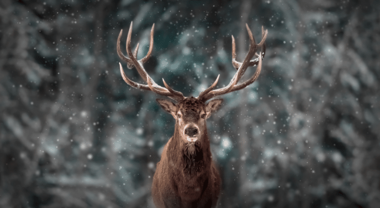 Photo cerf / (c) Shutterstock