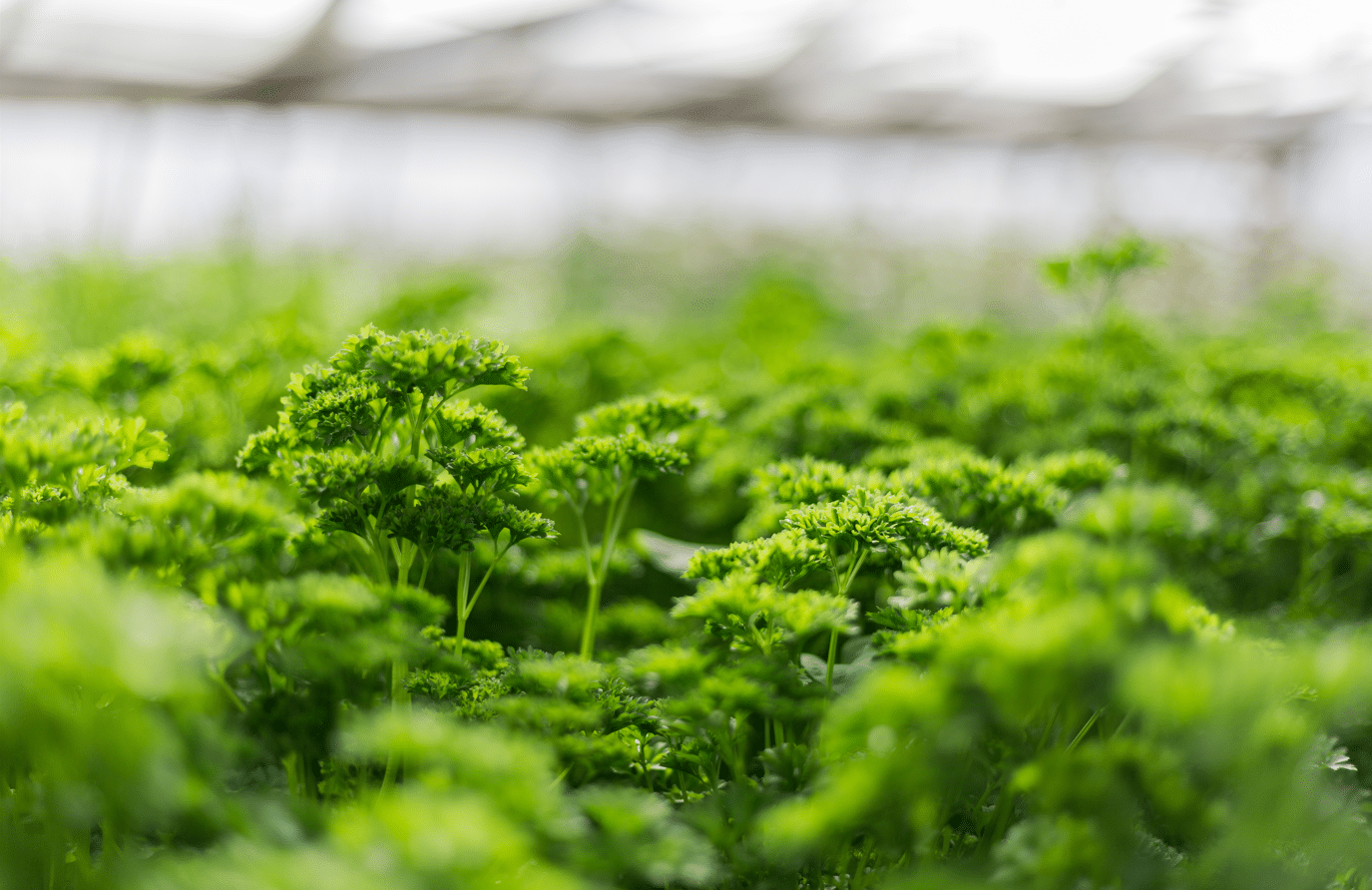 Nursery Thomas Sattler Herbs