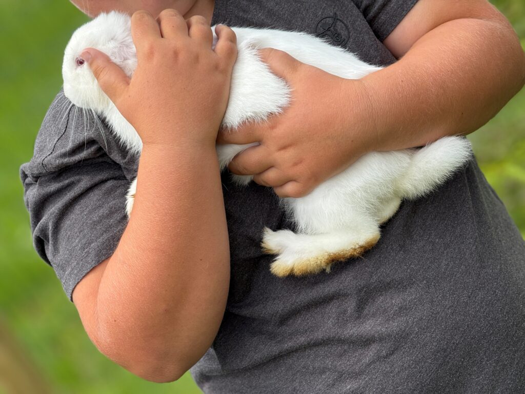 Hare Kaiserau petting zoo