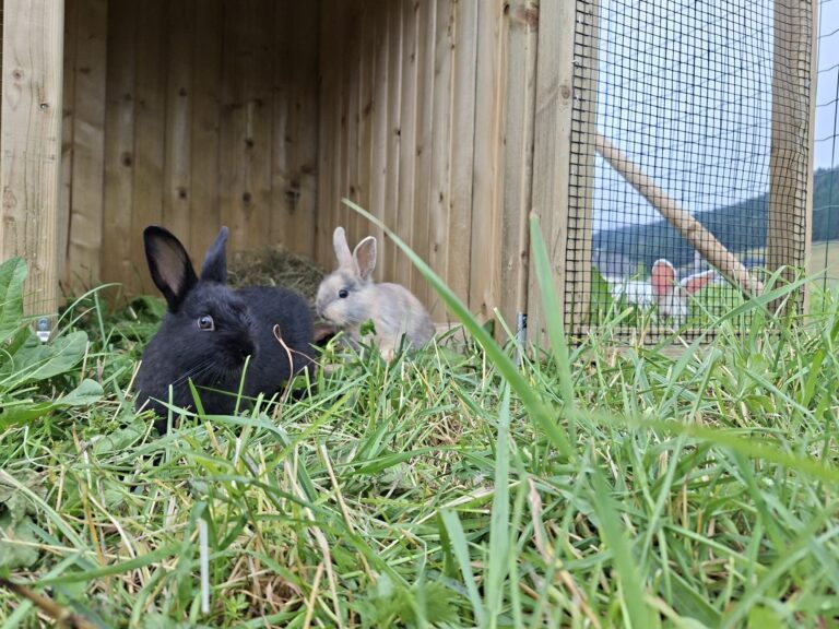 Ogród zoologiczny Hare Kaiserau