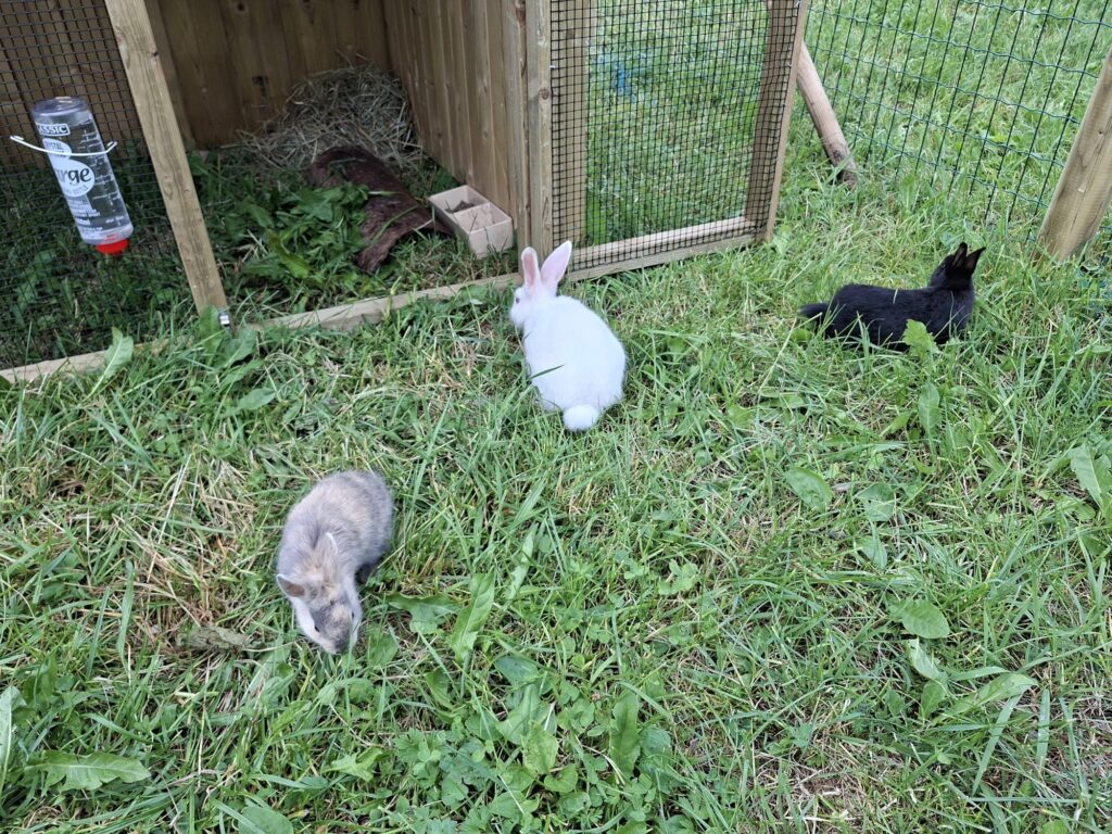 Hare Kaiserau petting zoo