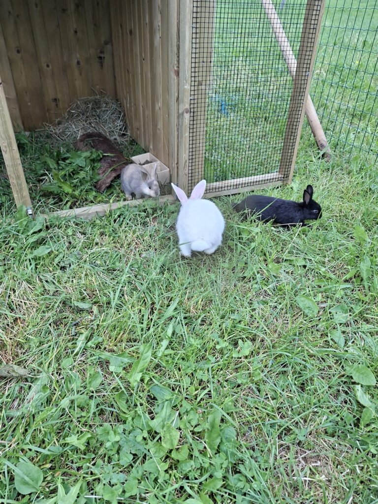 Hare Kaiserau petting zoo