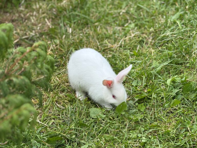 Kaiserau rabbit petting zoo