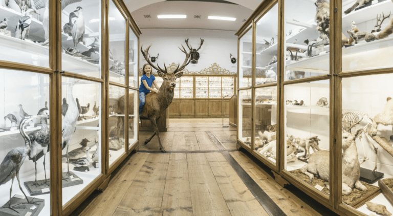 Naturhistorisches Museum Sujet KI