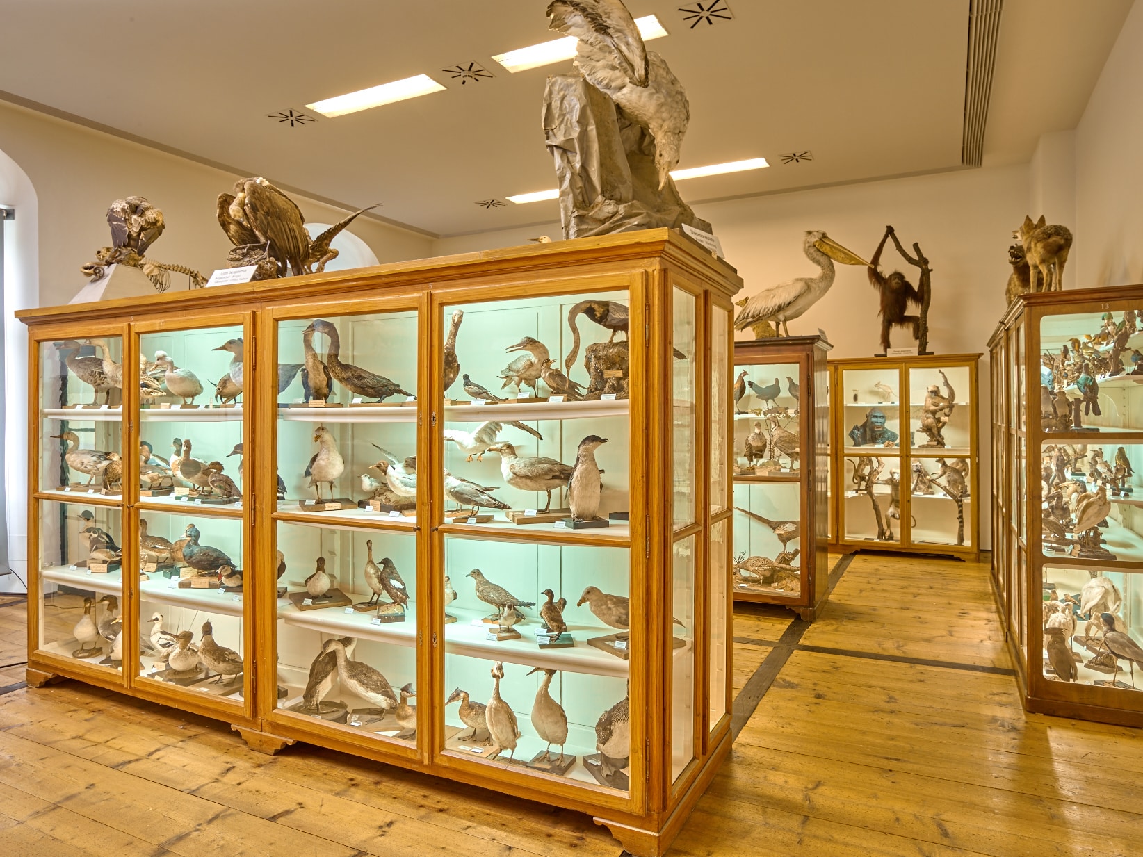 Museo de Historia Natural de la Abadía de Admont MarcelPeda 11